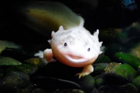 Axolotl - Weird Little Funny Animal