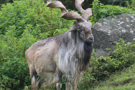 Markhor Animal