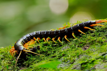 Giant Centipede