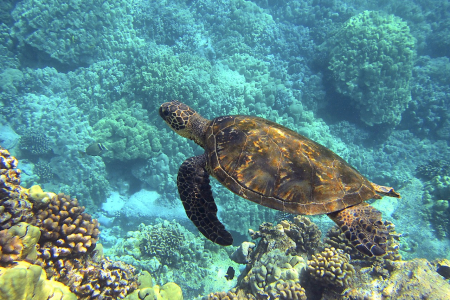 Turtle
