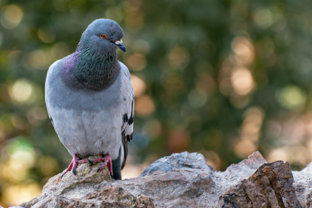 Top Speed of Rock Dove Pigeon 