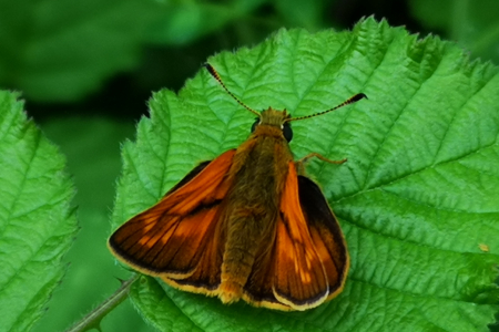 Skipper Butterfly