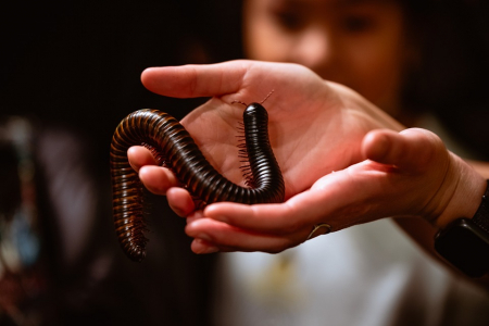 Giant African Mellipede