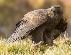 Golden Eagle Animal