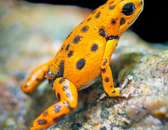 Panamanian Golden Frogs