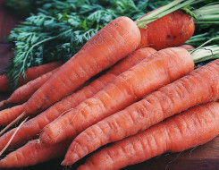 Carrot Nutrition