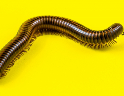 Giant African Millipede