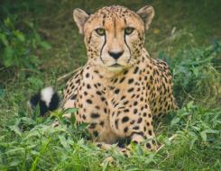 The Lifespan of a Cheetah