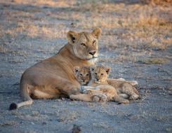 The Weight (Mass) of a Female Lion