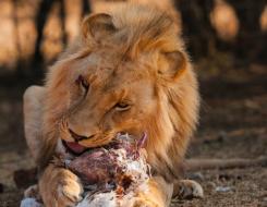 How Much Meat a Lion Eats Daily?