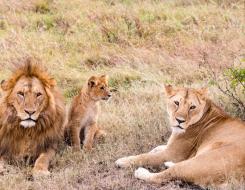 The Number of Lions a Pride May Have