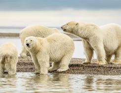 The Weight (Mass) of a Polar Bear