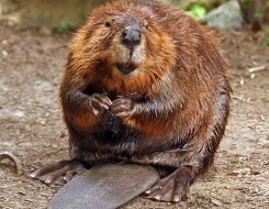 North American Beaver Animal