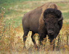 American Bison Animal