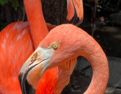 Bahamas Bird