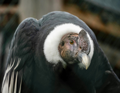 Andean Condor