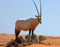 Arabian Oryx Animal