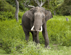 Asian Elephant Animal