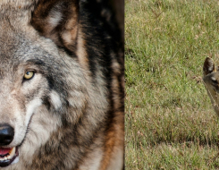 Austro-Hungarian Wolf, European Jackal Animals