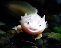 Axolotl - Weird Little Funny Animal