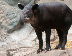 Baird's Tapir Animal