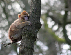 Barbary Macaques Animal