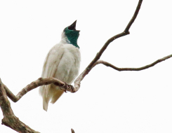 Paraguay Bird