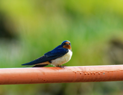 Austria Bird