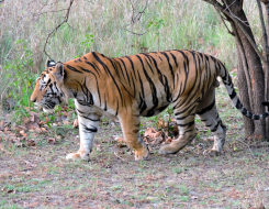 Bengal Tiger Animal