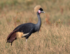 Nigeria Bird