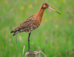 Netherlands Bird