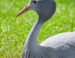 South Africa Bird