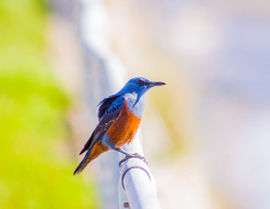 Malta Bird