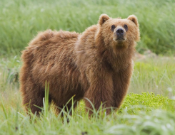 Brown Bear Animal