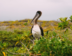 Saint Kitts and Nevis Bird