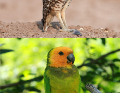 Aruba Birds