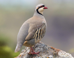 Pakistan Bird