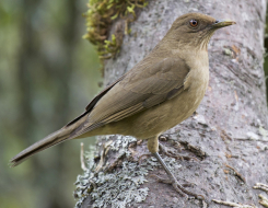 Costa Rica Bird