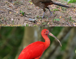 Trinidad and Tobago Bird