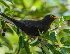 Sweden Bird