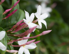 Common Jasmine