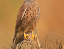 Belgium Bird