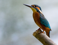 Czech Republic Bird