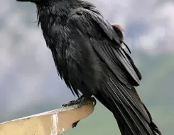 Bhutan Bird