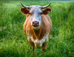 Cow Animal