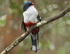 Cuba Bird