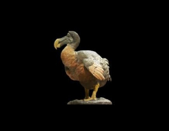 Dodo Animal