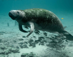 Dugongs Animal