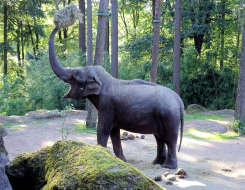 Elephant Animal