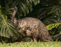 Emu